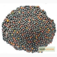 Сурепица (сидераты) семена в мешках 50 кг. и покилограмово