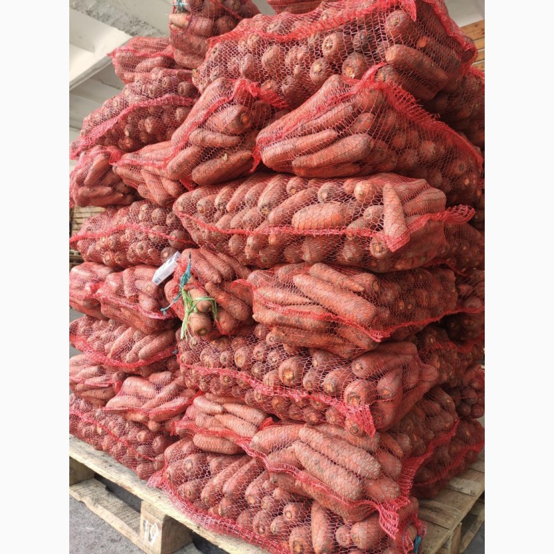 Фото 9. Продаємо моркову, цибулю, капусту, буряк, картоплю з доставкою від 1 тони