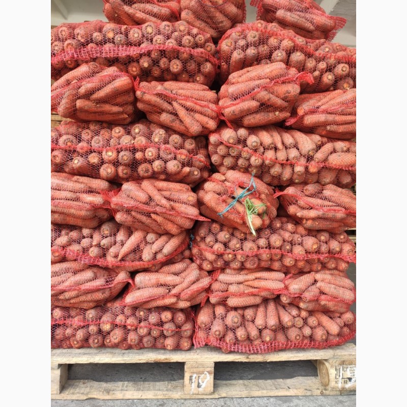 Фото 7. Продаємо моркову, цибулю, капусту, буряк, картоплю з доставкою від 1 тони