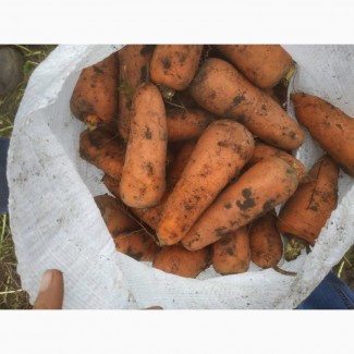 Продаємо моркову, цибулю, капусту, буряк, картоплю з доставкою від 1 тони