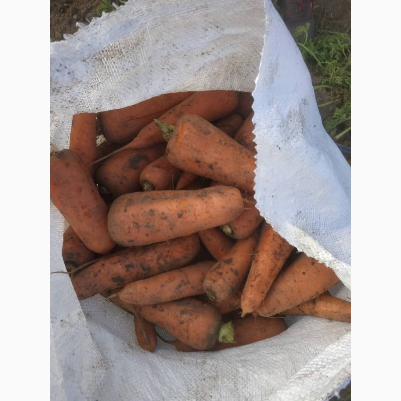 Фото 6. Продаємо моркову, цибулю, капусту, буряк, картоплю з доставкою від 1 тони