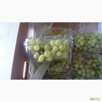 Продам белый виноград без косточек Thompson Seedless клас 1