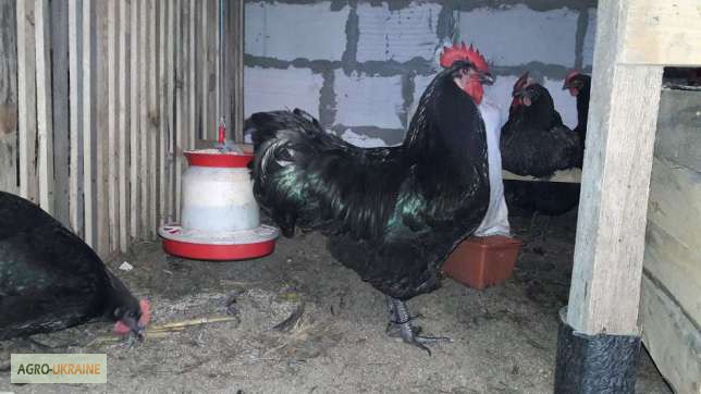 Фото 2. Инкубационное яйцо курицы Джерсийский Гигант