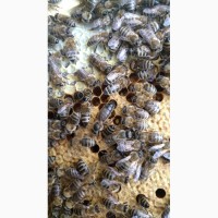 Продам бджоло пакети карпатка з доставкою по трасі Чоп-Київ