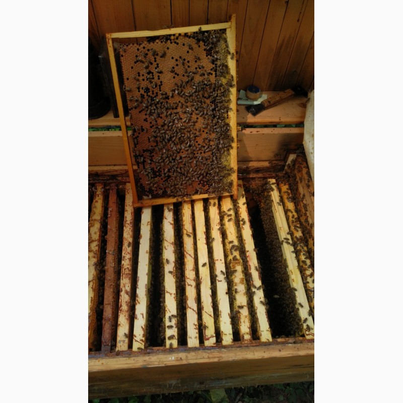 Фото 4. Продам бджоло пакети карпатка з доставкою по трасі Чоп-Київ