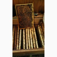 Продам бджоло пакети карпатка з доставкою по трасі Чоп-Київ