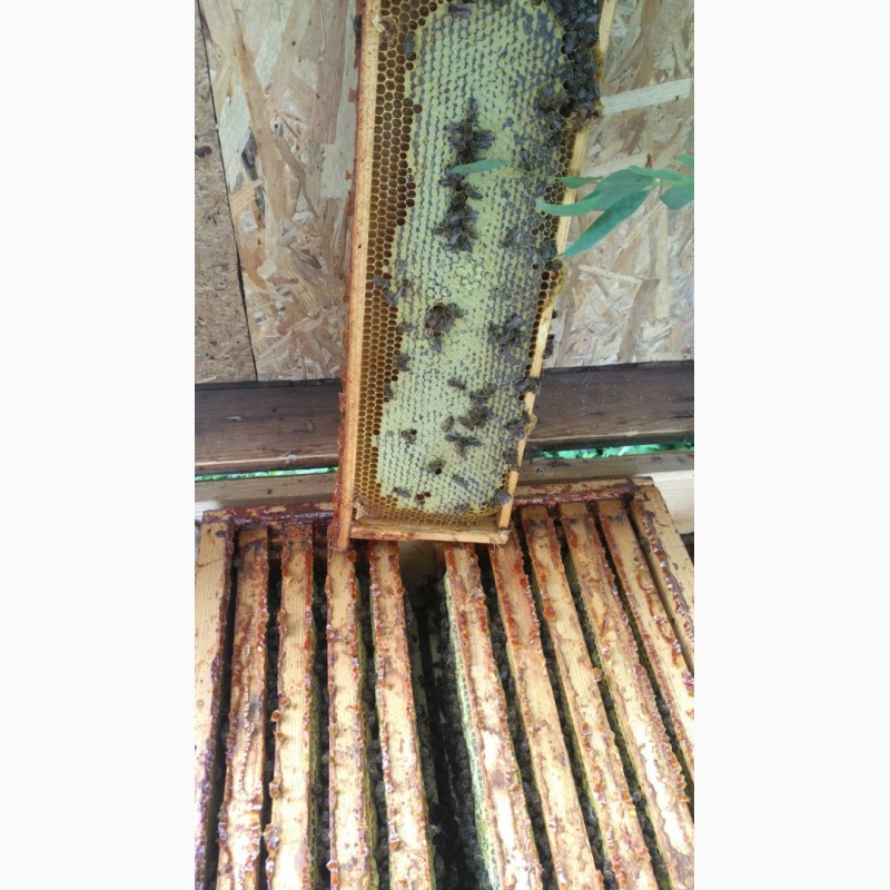 Фото 5. Продам бджоло пакети карпатка з доставкою по трасі Чоп-Київ