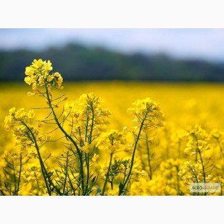 Пропоную високоякісні насіння СОРТ ОЗИМОГО РІПАКУ РЕКОРДІ (RECORDIE) - Saatbau Австрія