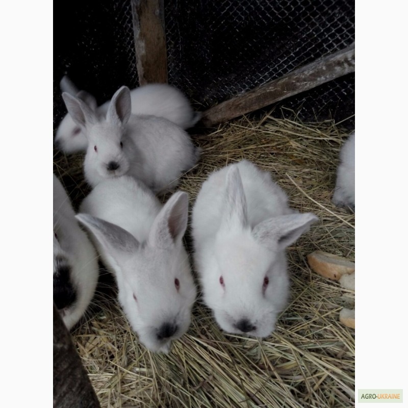 Фото 4. Продам калифорнийских кроликов