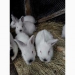 Продам калифорнийских кроликов