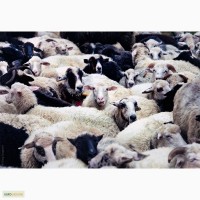 Продам вівці та кози