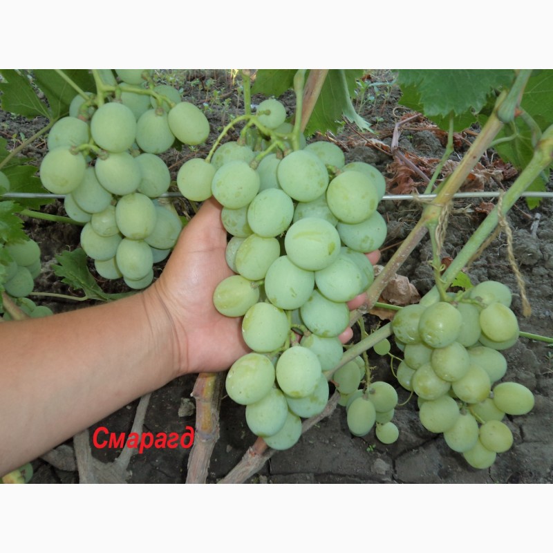 Фото 10. Продам черенки винограду