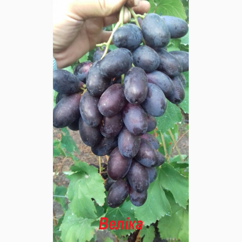 Фото 3. Продам черенки винограду