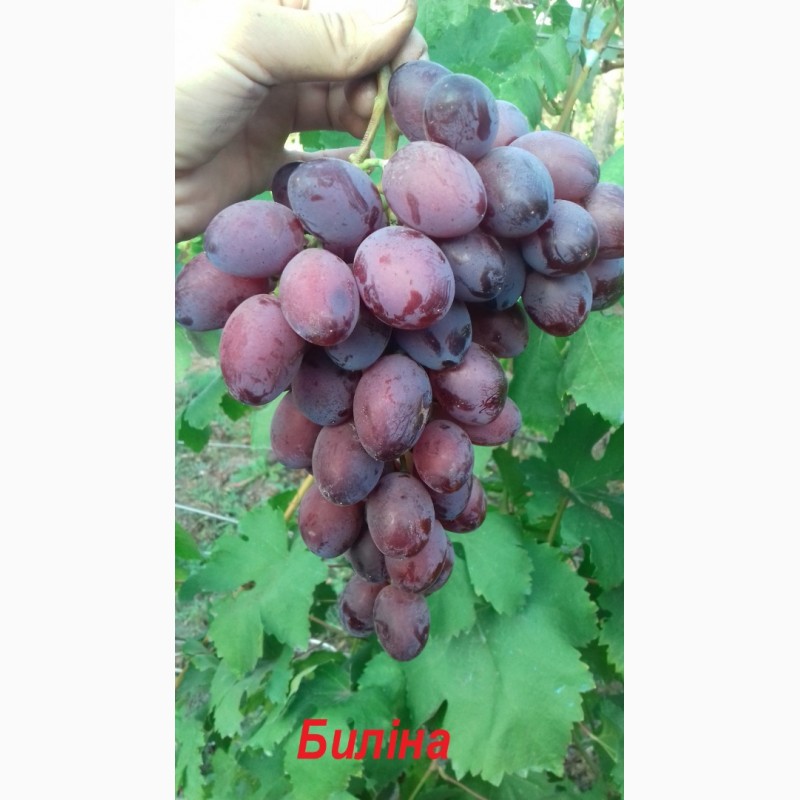 Фото 5. Продам черенки винограду