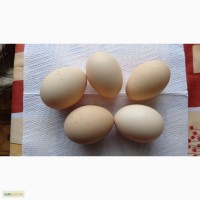 Продам куриные домашние яйца