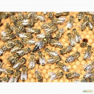 Продаём чистопородные плодные пчеломатки карпатских пчел с племенной пасеки В.А. Гайдара