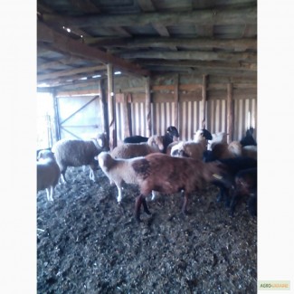 Продам овец гиссарской породы и мериносов