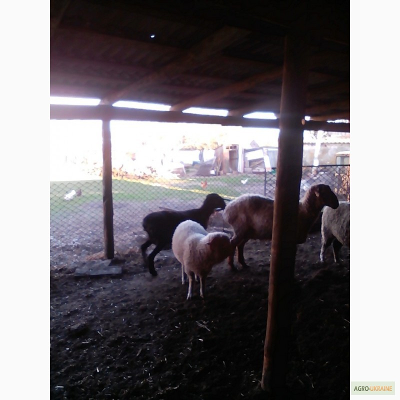 Фото 2. Продам овец гиссарской породы и мериносов