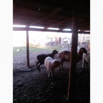 Продам овец гиссарской породы и мериносов