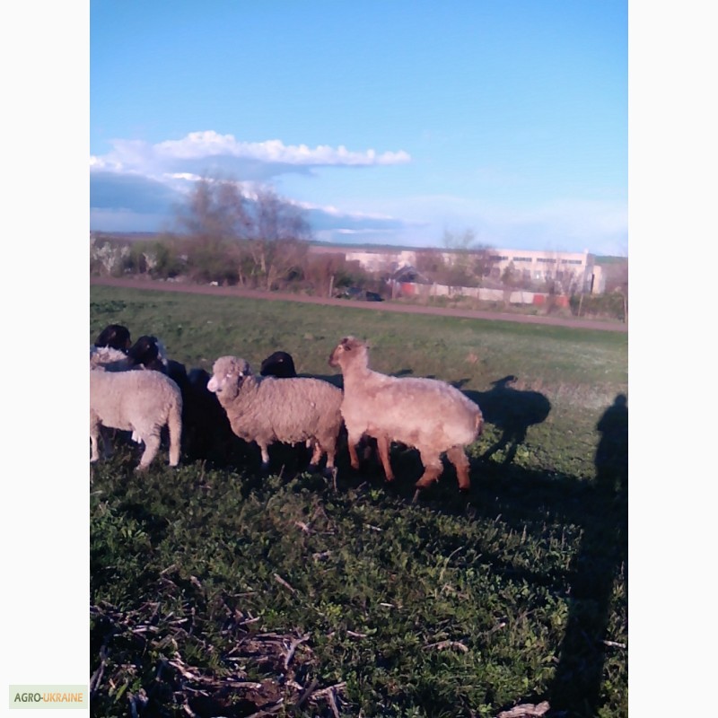 Фото 3. Продам овец гиссарской породы и мериносов