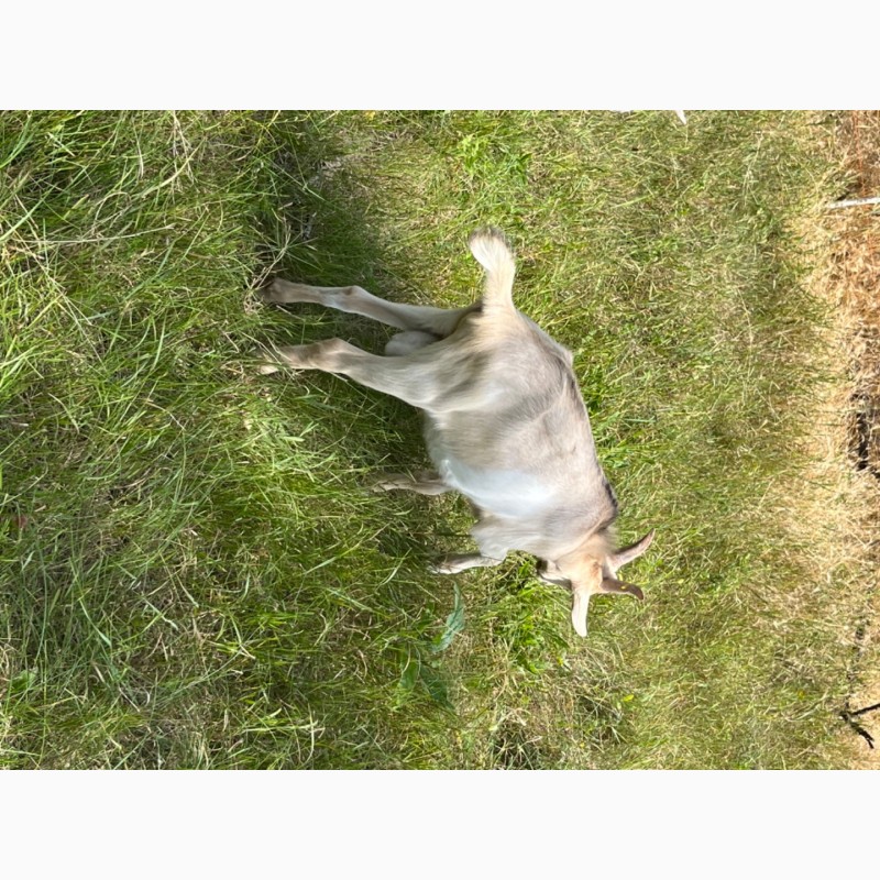 Фото 3. Продается на племя козлик от 7-ми литровой козы Альпийской породы
