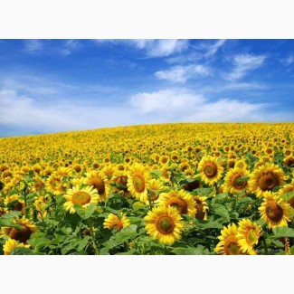 Продам високоврожайний соняшник під Євро-Лайтнінг та Гранстар
