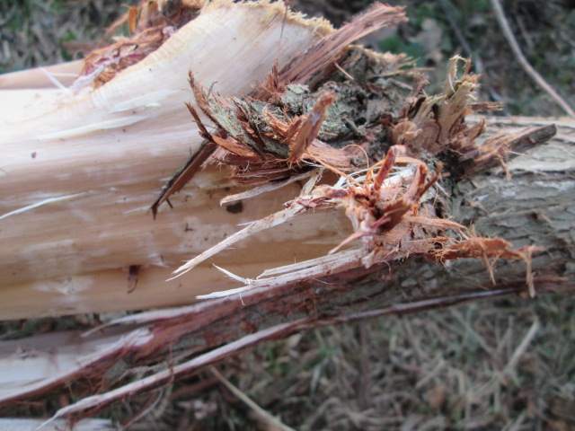 Фото 6. Кора можжевельника, Карпат, эко натур Juniperus communis