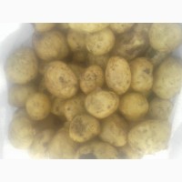 Продам товарный картофель первого урожая сорт Ривьера, Херсонська обл