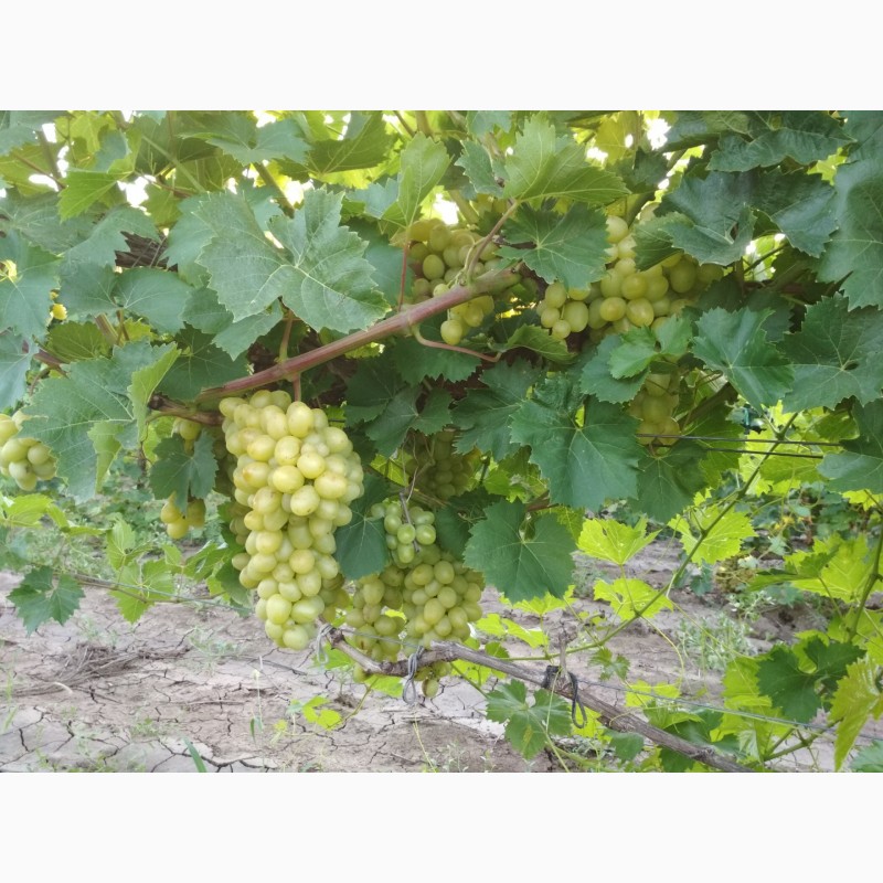 Фото 2. Продам виноград столовых сортов оптом с поля