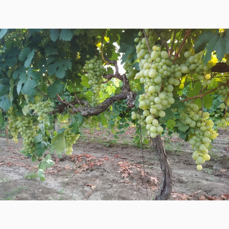 Фото 3. Продам виноград столовых сортов оптом с поля