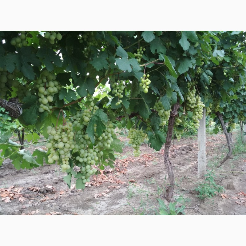 Фото 4. Продам виноград столовых сортов оптом с поля