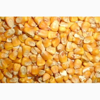 Продам зерно кукурузы (сухое)
