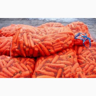 Продам Морковь Сорт Абака ОПТОМ