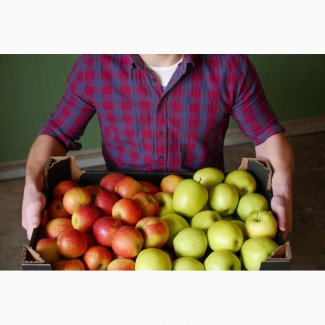 Свежие яблоки от производителя