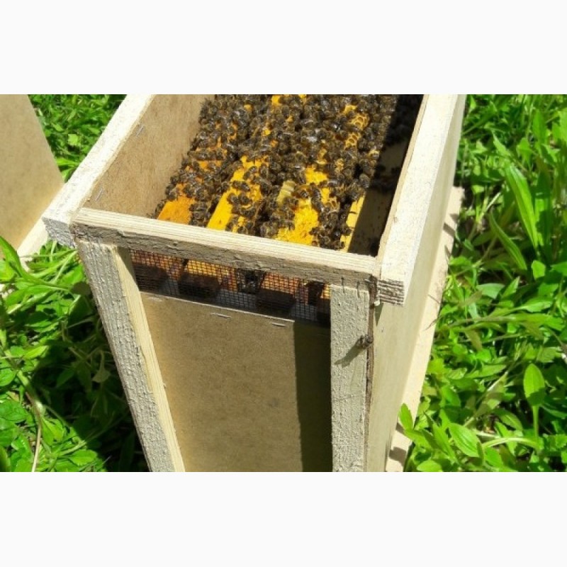 Фото 3. 2019 пчелы