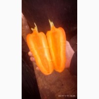 Куплю морковь абако 1 сорт
