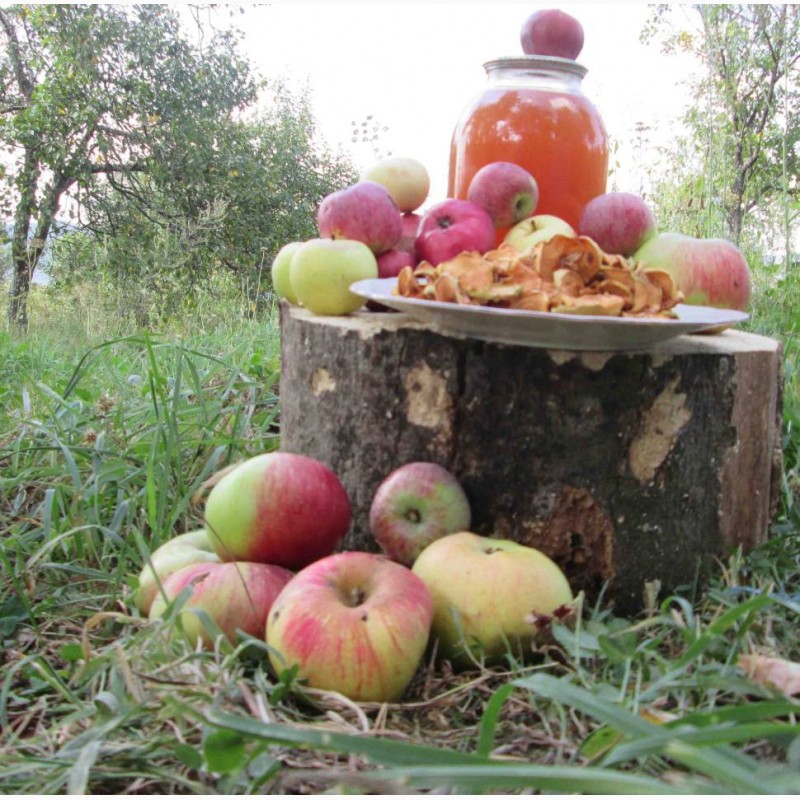 Фото 2. Уксус яблочный домашний с горного сада Карпат