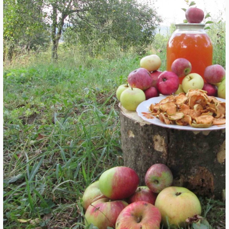 Фото 4. Уксус яблочный домашний с горного сада Карпат