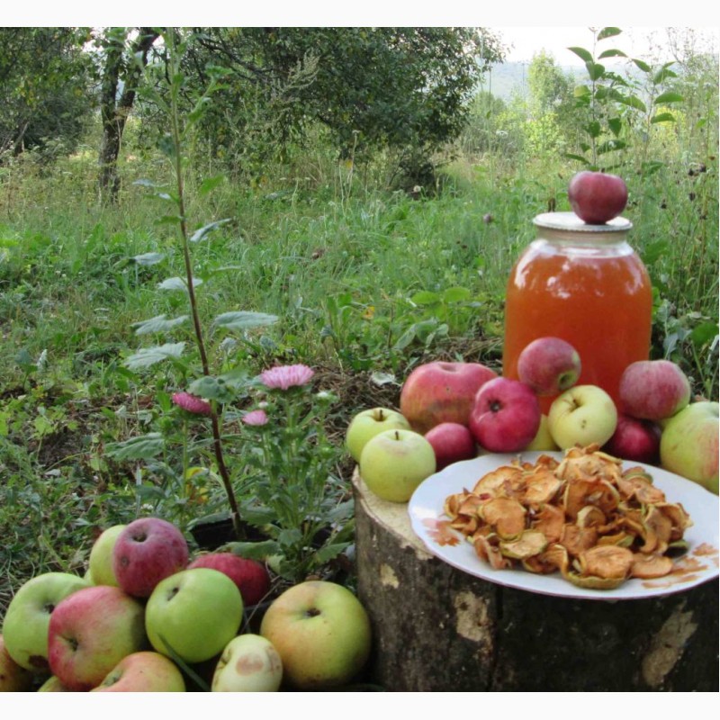 Фото 8. Уксус яблочный домашний с горного сада Карпат