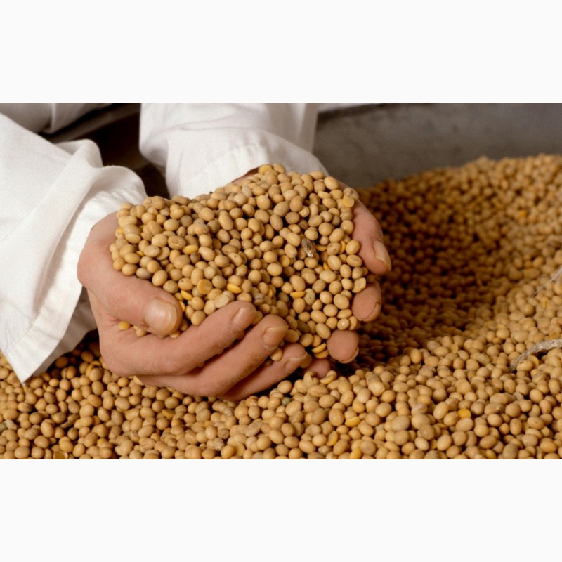 Семена сои Апполо, Монсанто ГМО насіння сої
