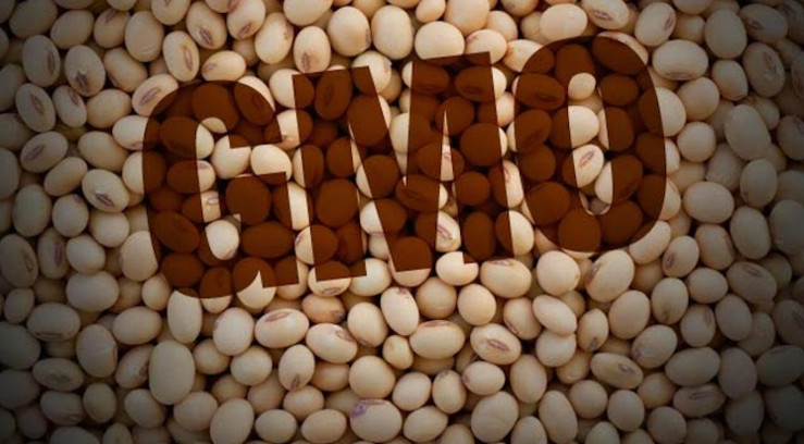 Фото 2. Семена сои Апполо, Монсанто ГМО насіння сої