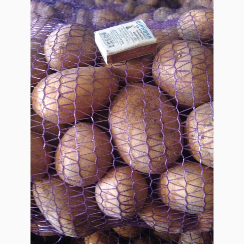 Фото 2. Продам картофель домашний, сорт Скарб, Беларосса, чистая с песка