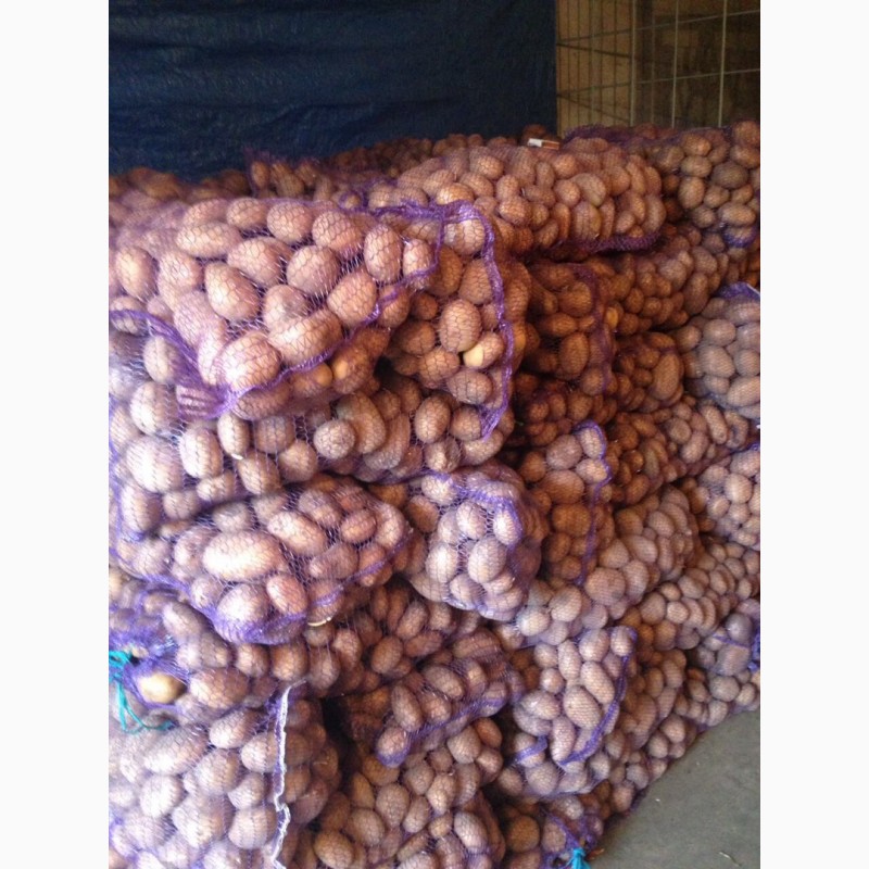 Фото 3. Продам картофель домашний, сорт Скарб, Беларосса, чистая с песка