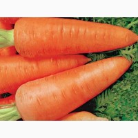 Крупна компанія здійснює закуп товарної моркви і не тільки, онлі опт, Черкаська обл