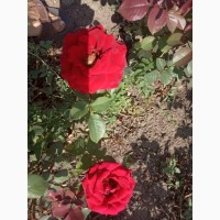 Саджанці троянд