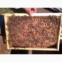 Продам 150 бджолопакетів