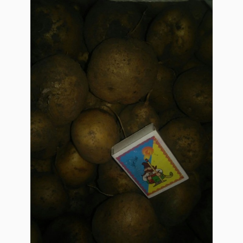 Фото 2. Продаю картоплю насіневу різних сортів