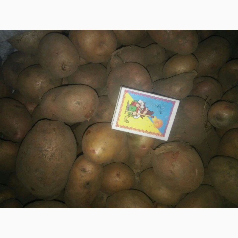 Фото 3. Продаю картоплю насіневу різних сортів