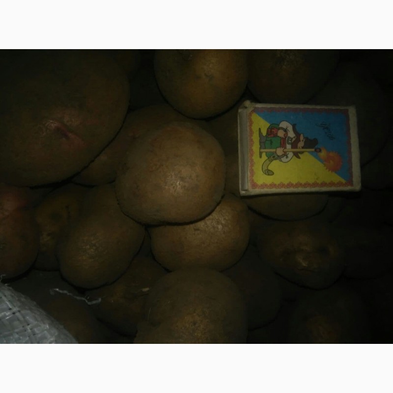 Фото 4. Продаю картоплю насіневу різних сортів
