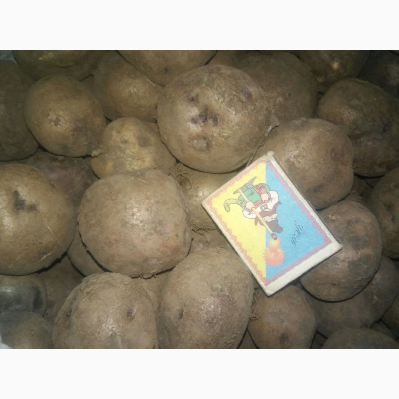 Фото 5. Продаю картоплю насіневу різних сортів
